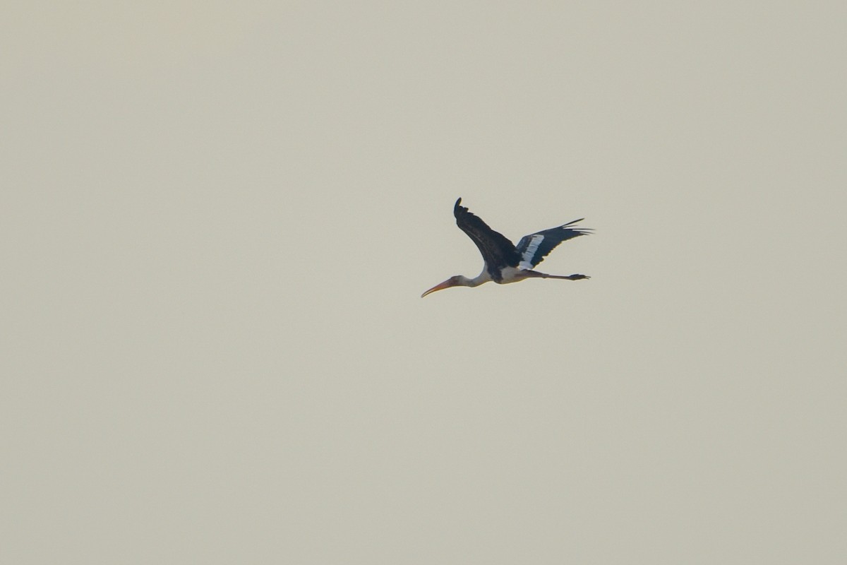 Painted Stork - ML583061361