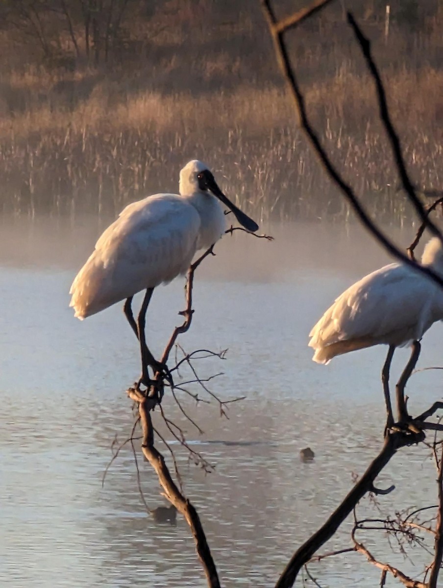 Royal Spoonbill - ML583061381