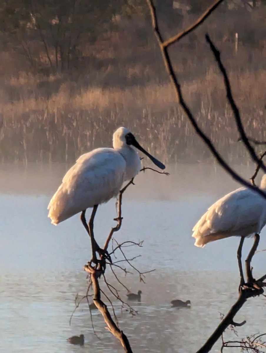 Royal Spoonbill - ML583061391