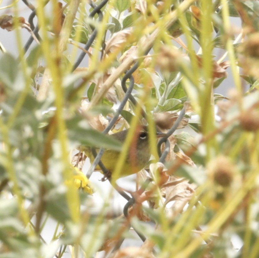 MacGillivray's Warbler - ML583061641