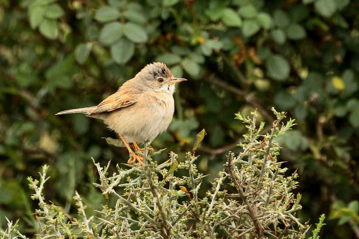 Spectacled Warbler - José Maria Ayuela Azcarate