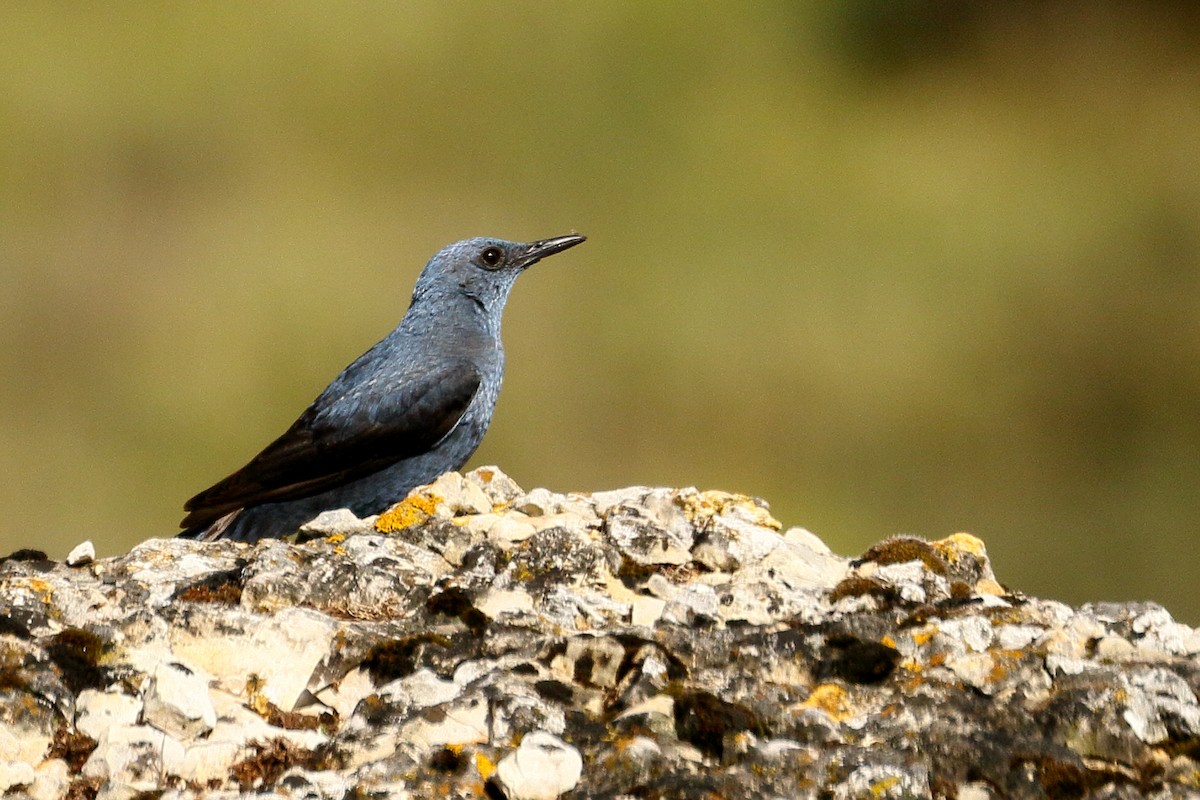 Blue Rock-Thrush - ML583061791