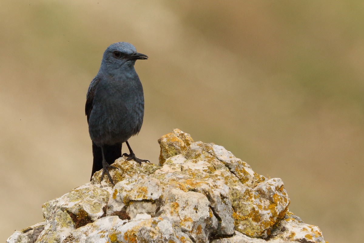 Blue Rock-Thrush - ML583061831