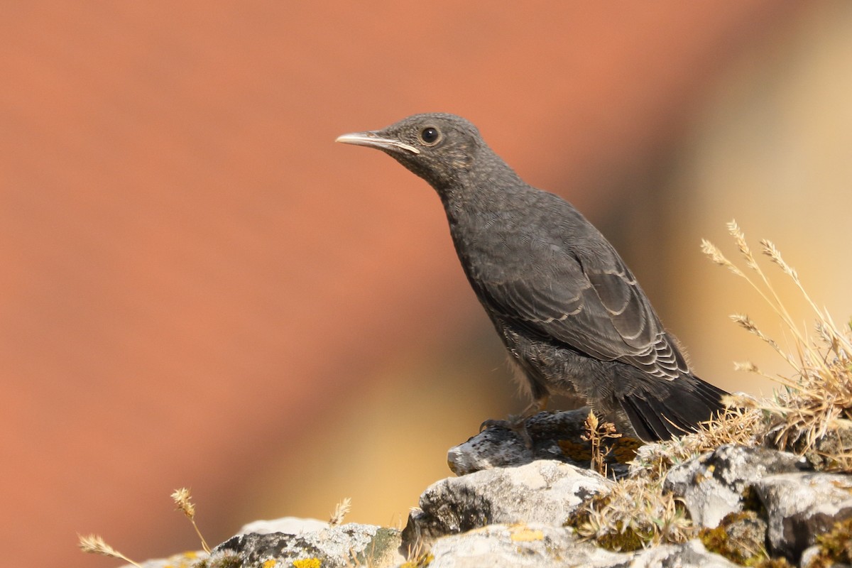 Blue Rock-Thrush - ML583061851