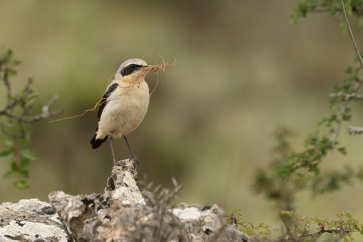 Northern Wheatear - ML583061901