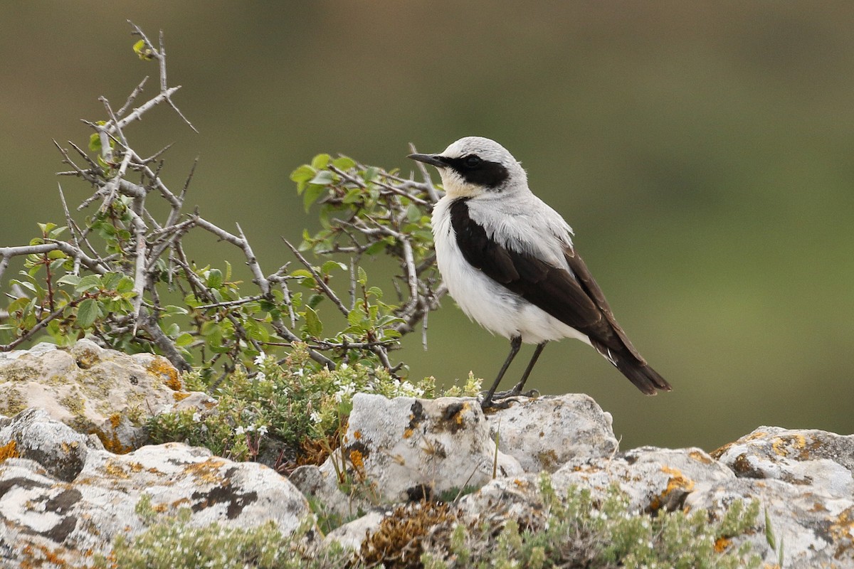 Northern Wheatear - ML583061911