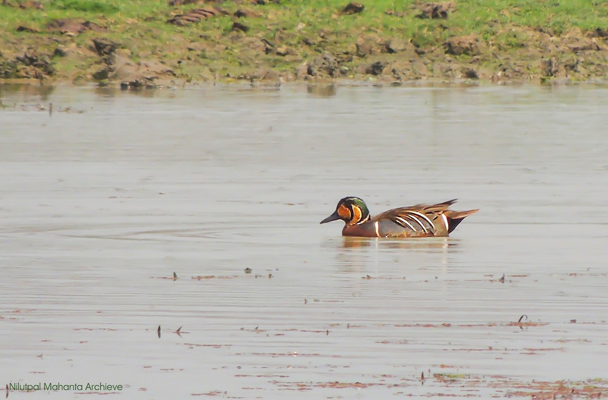 Baikal Teal - ML583062051