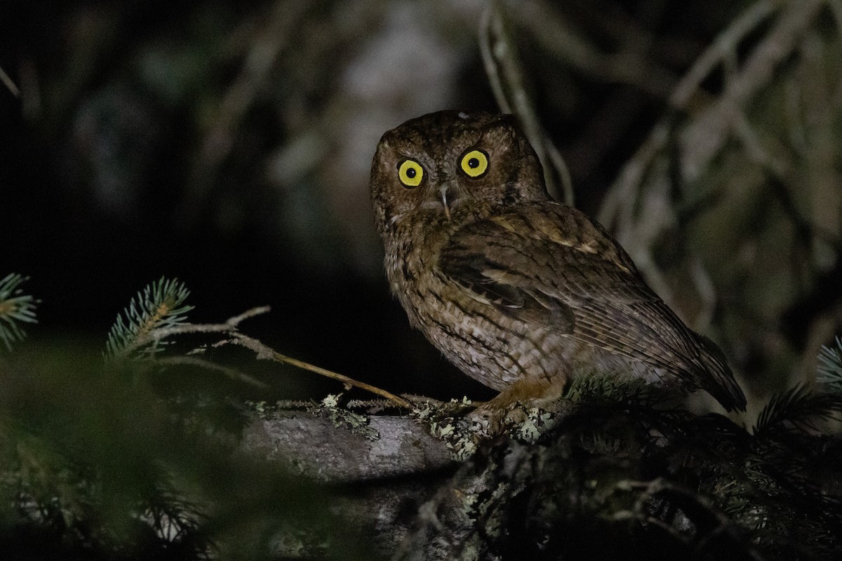 Western Screech-Owl - ML583062061