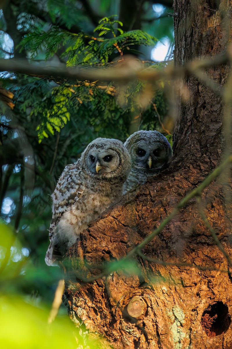 Barred Owl - Frank Lin