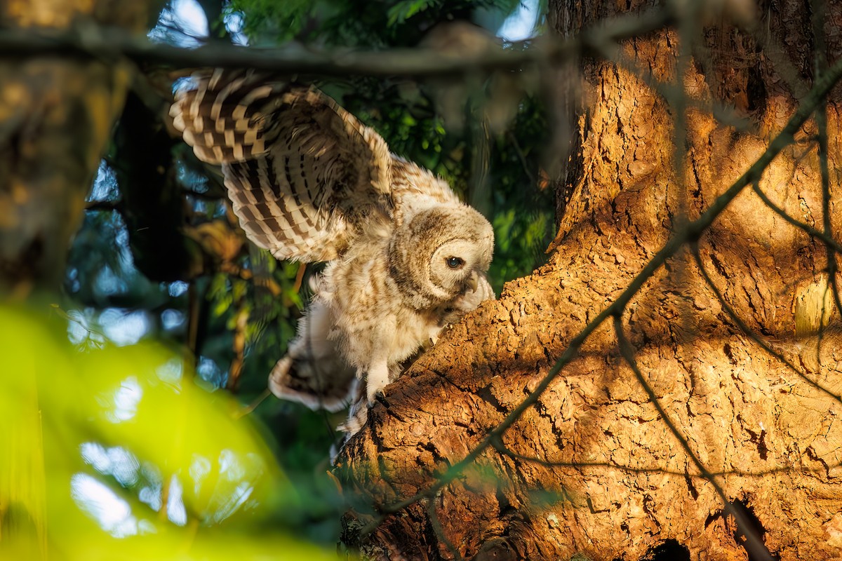 Barred Owl - ML583063401