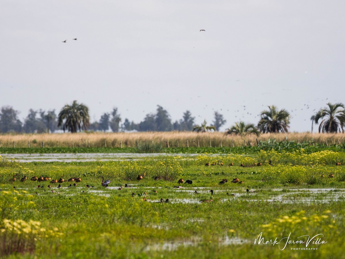 Rosy-billed Pochard - ML583063551