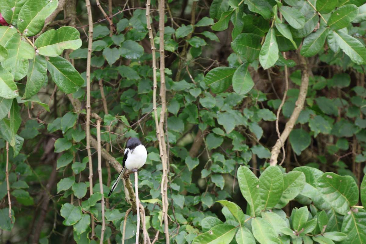 Northern Fiscal - ML583063631