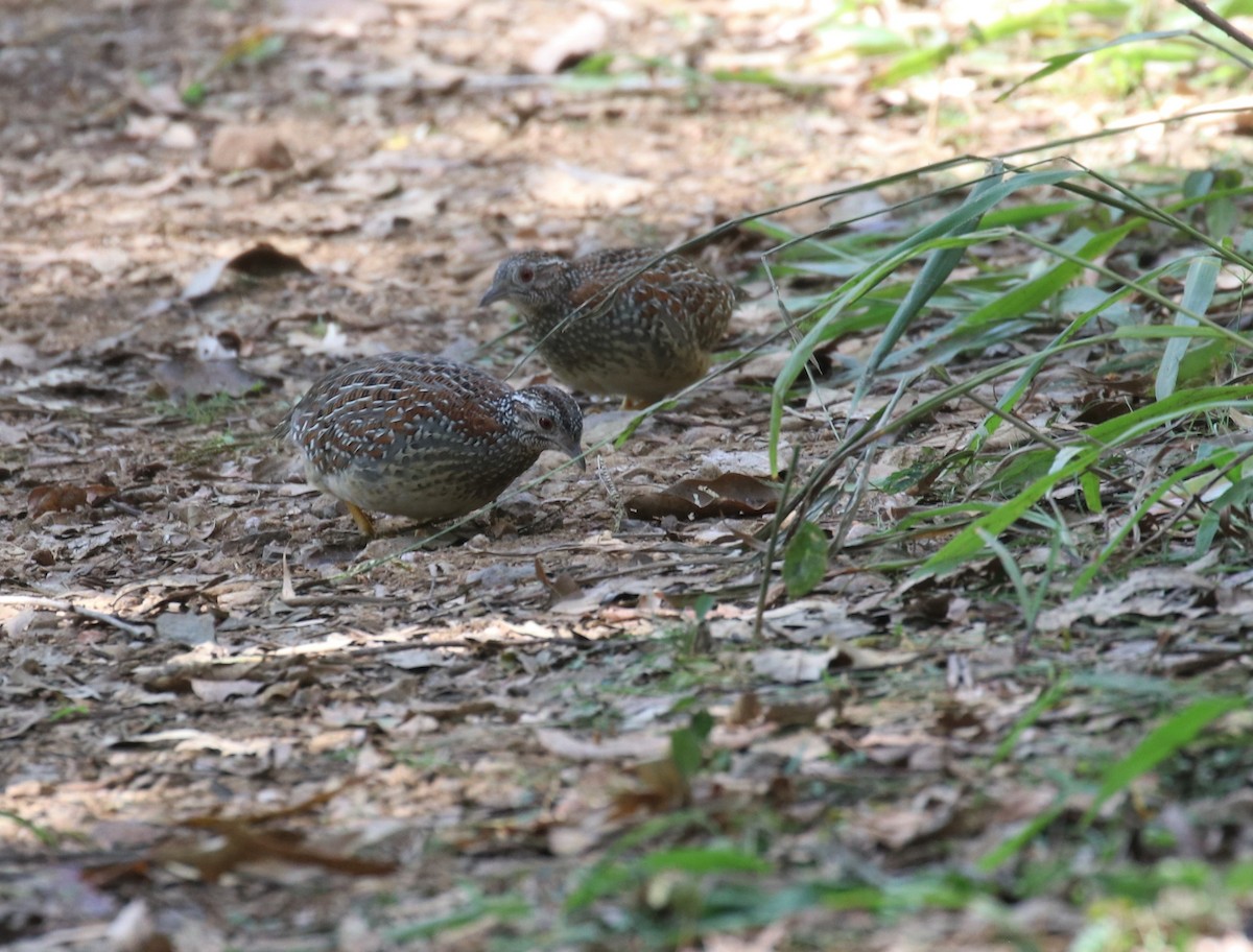 Painted Buttonquail - ML583063691