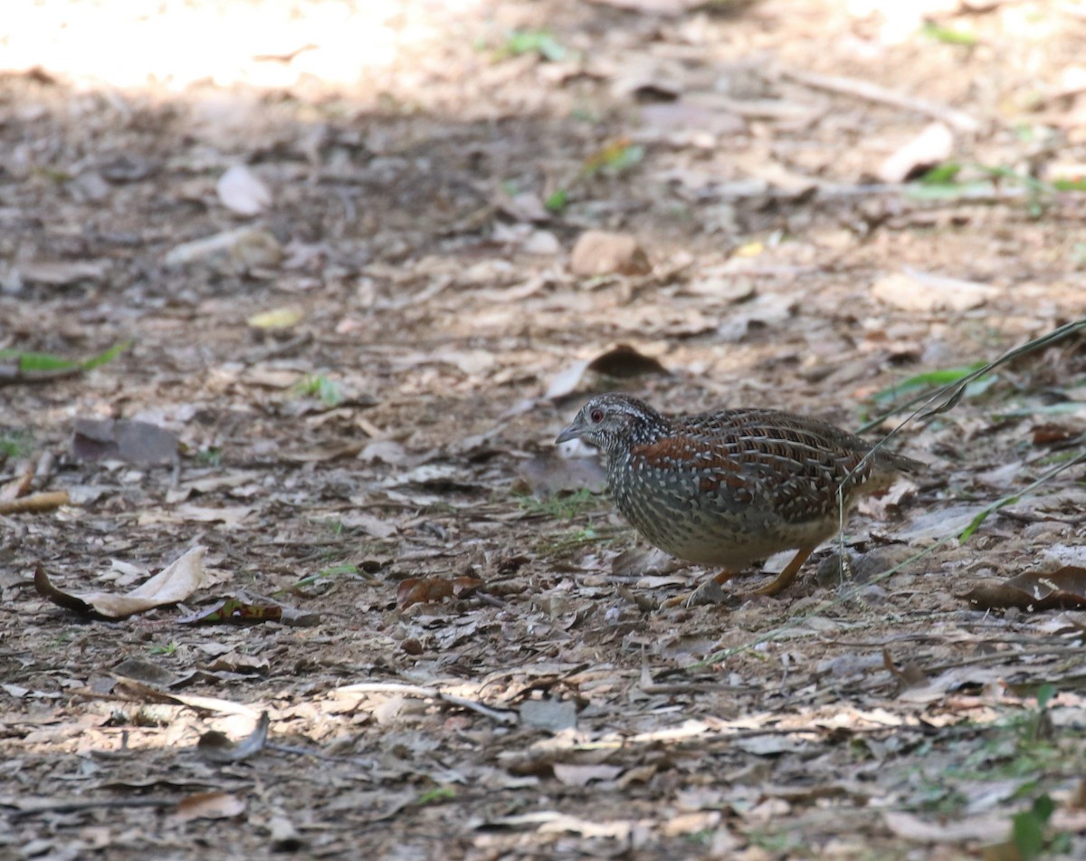 Painted Buttonquail - ML583063731