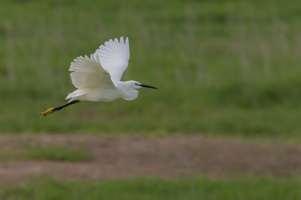 Aigrette garzette - ML583064381
