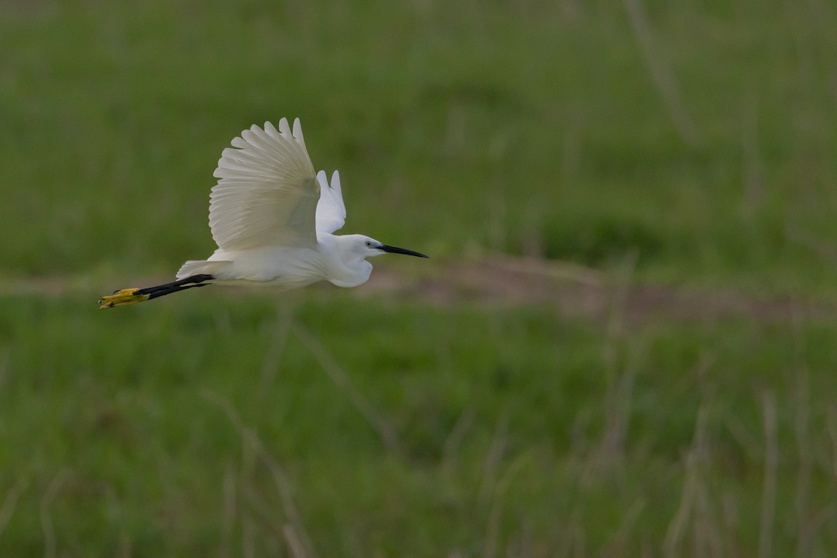 Aigrette garzette - ML583064391