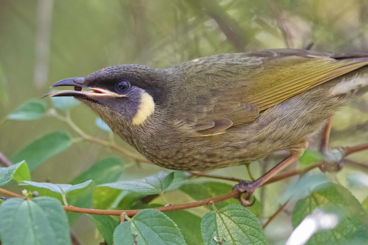 Lewin's Honeyeater - ML583064581