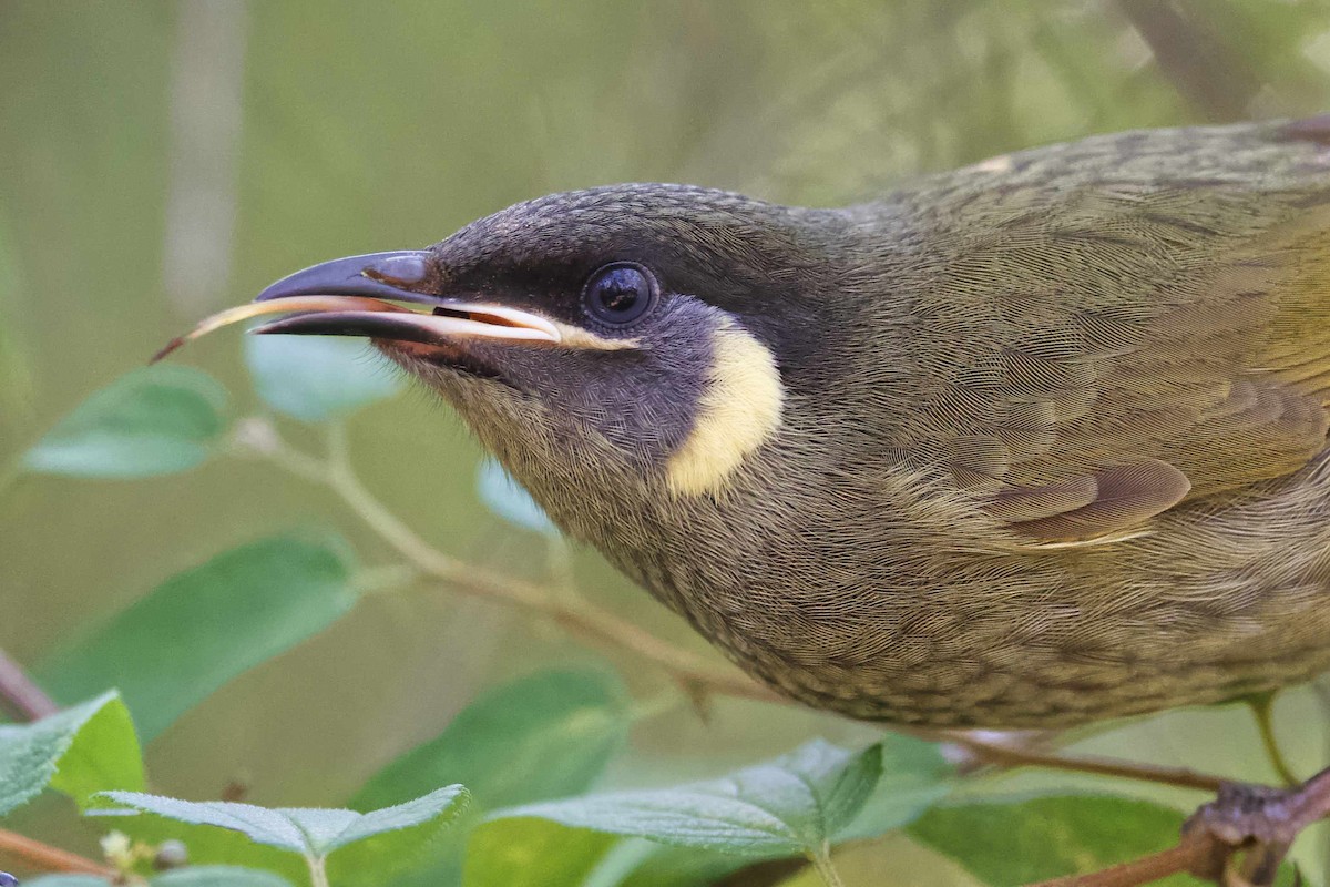 Lewin's Honeyeater - Adrian van der Stel