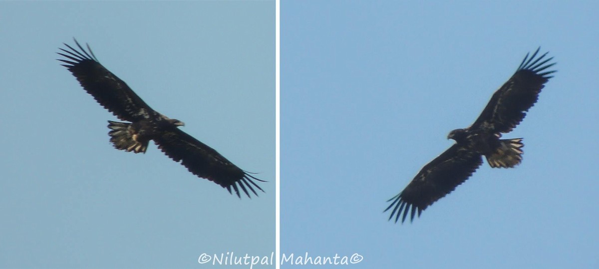 White-tailed Eagle - NILUTPAL MAHANTA