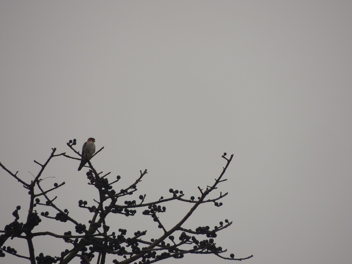 Red-necked Falcon - ML583066831