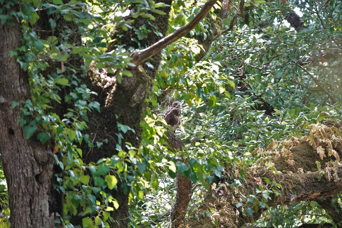 Common Buzzard - ML583067011