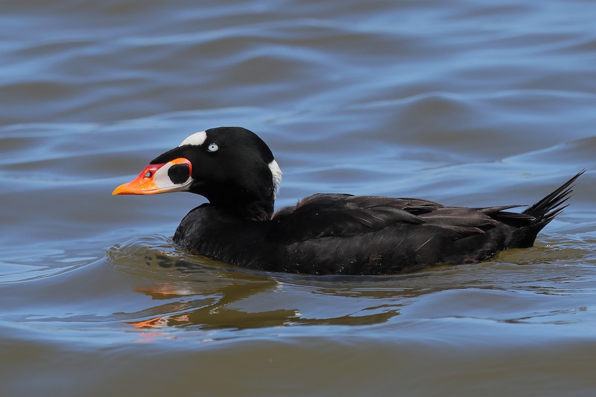 Surf Scoter - J Tanner