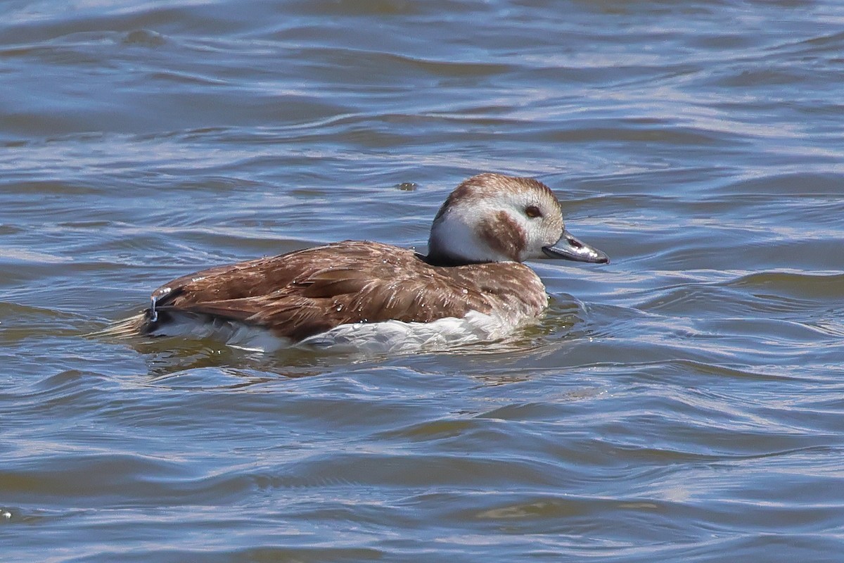 Long-tailed Duck - ML583067371