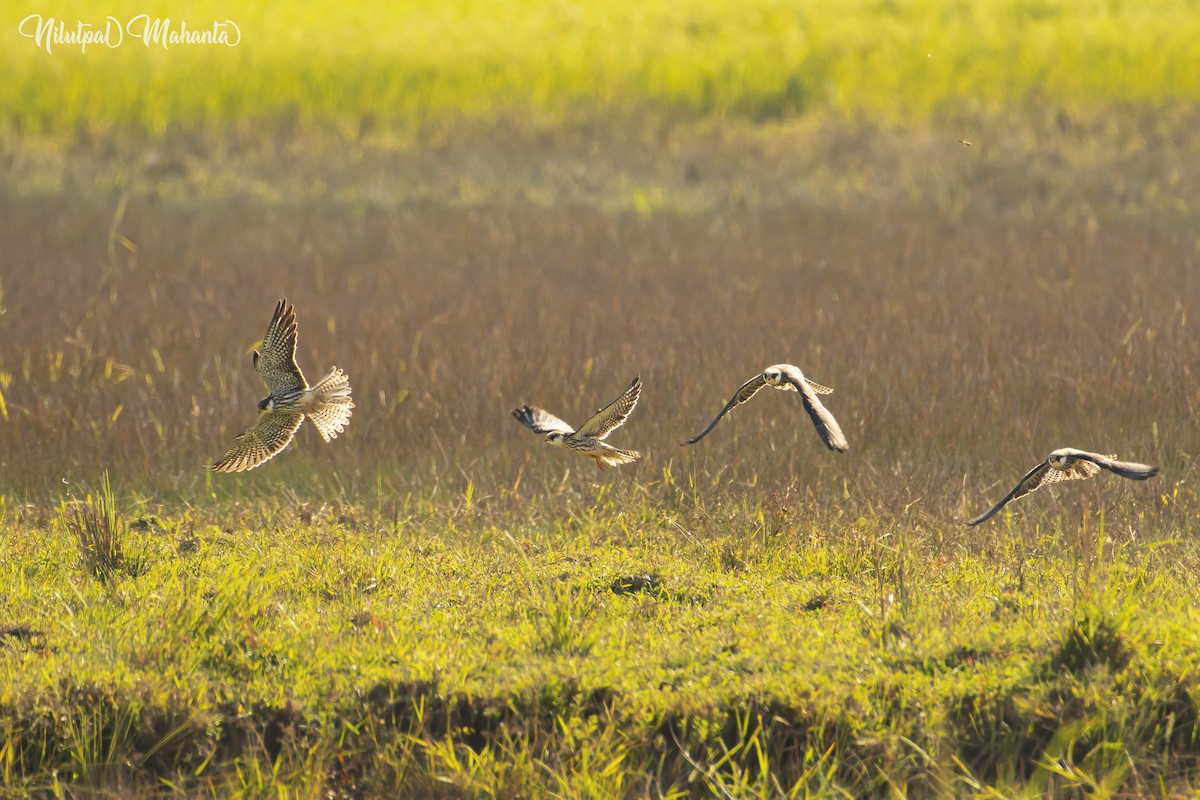 Belatz mantxuriarra - ML583067411