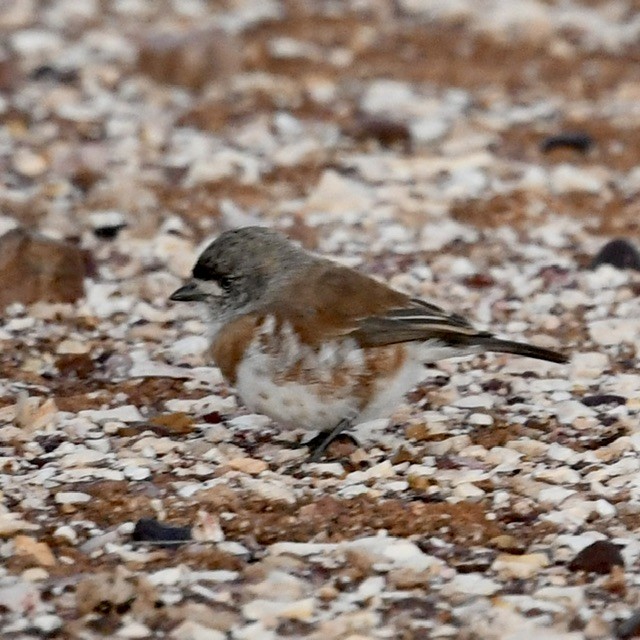 Chestnut-breasted Whiteface - Mike Barrow