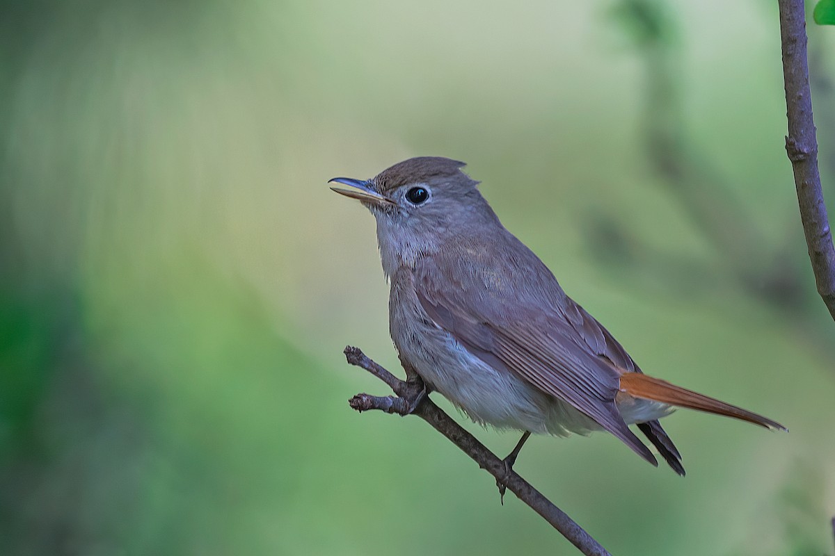 Rusty-tailed Flycatcher - ML583068821