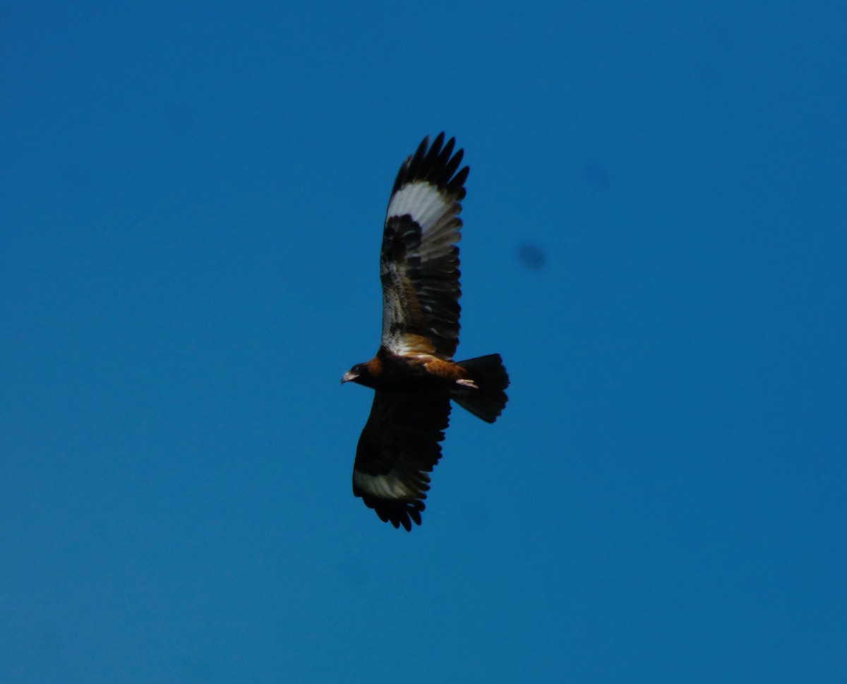 Black-breasted Kite - ML583068861