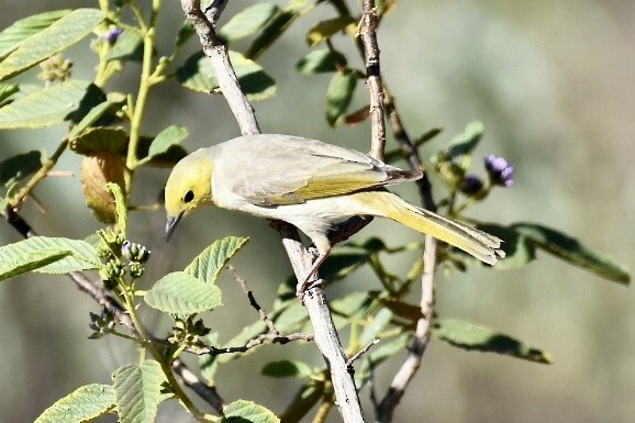 White-plumed Honeyeater - Russell Waugh