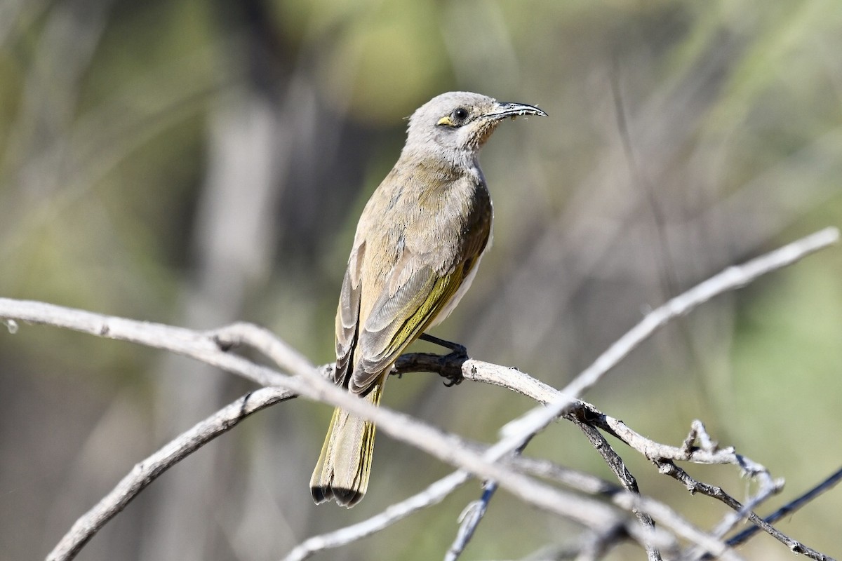 Brown Honeyeater - ML583069681