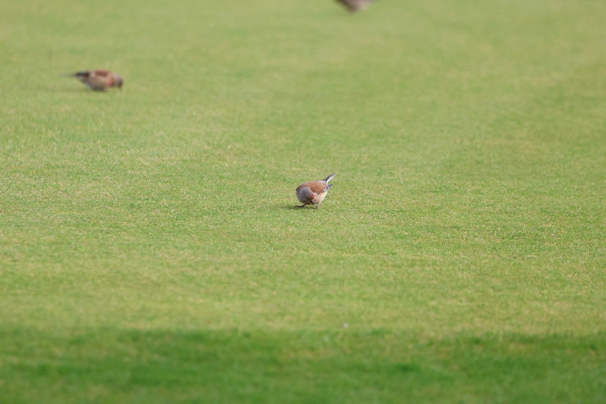 Eurasian Linnet - ML583071311