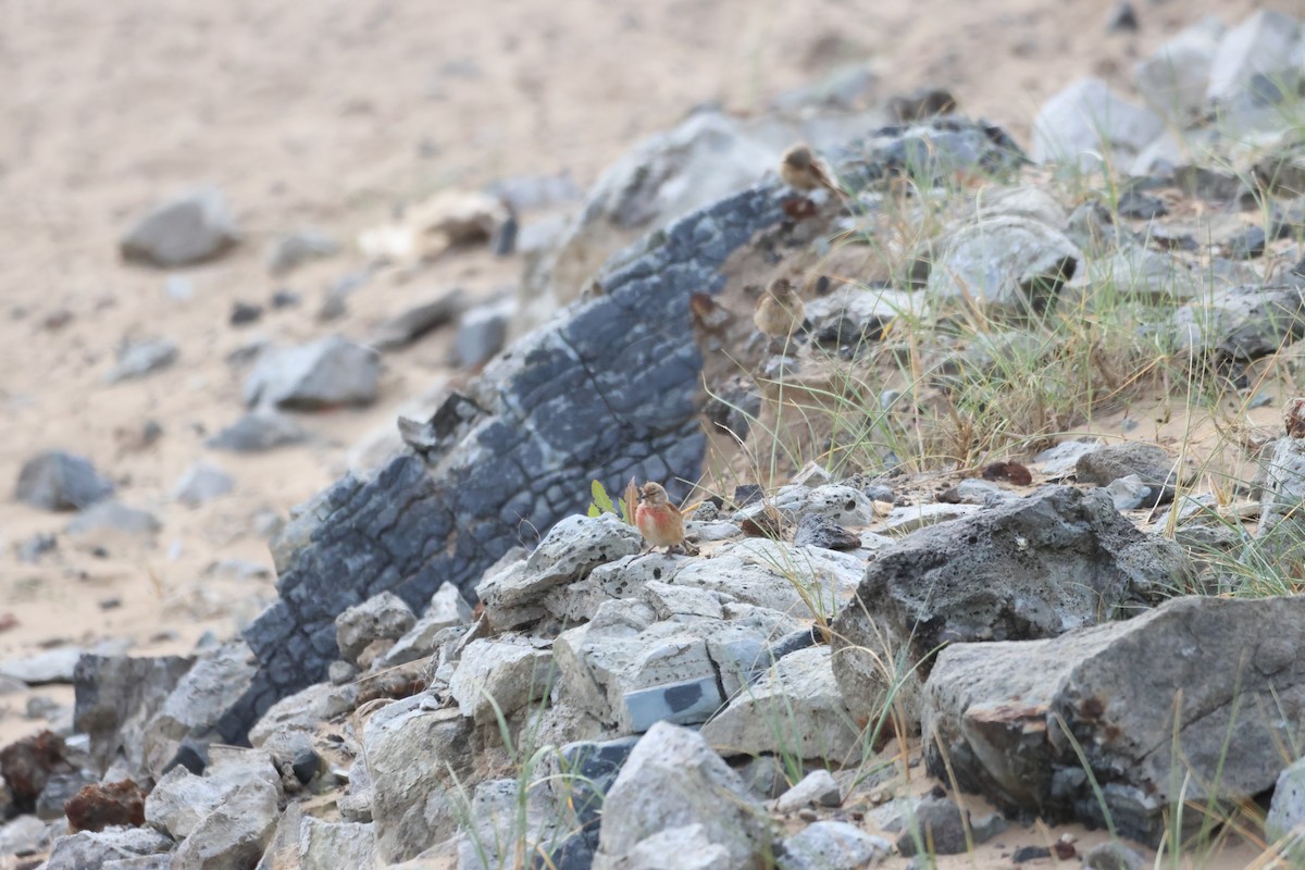 Eurasian Linnet - ML583071321