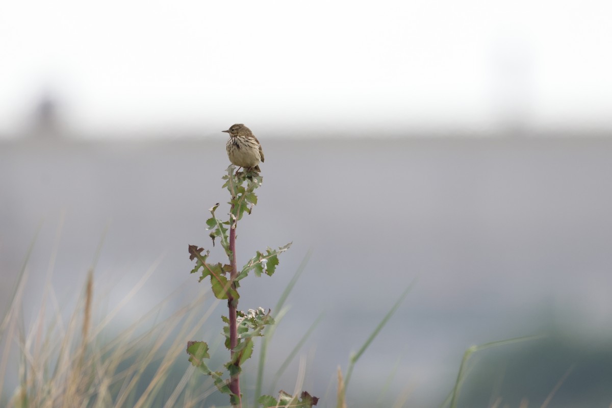 Meadow Pipit - ML583071341