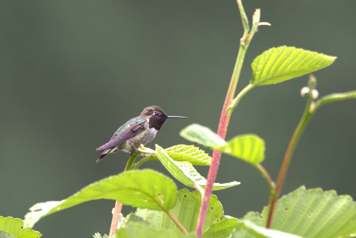 Anna's Hummingbird - John Merton