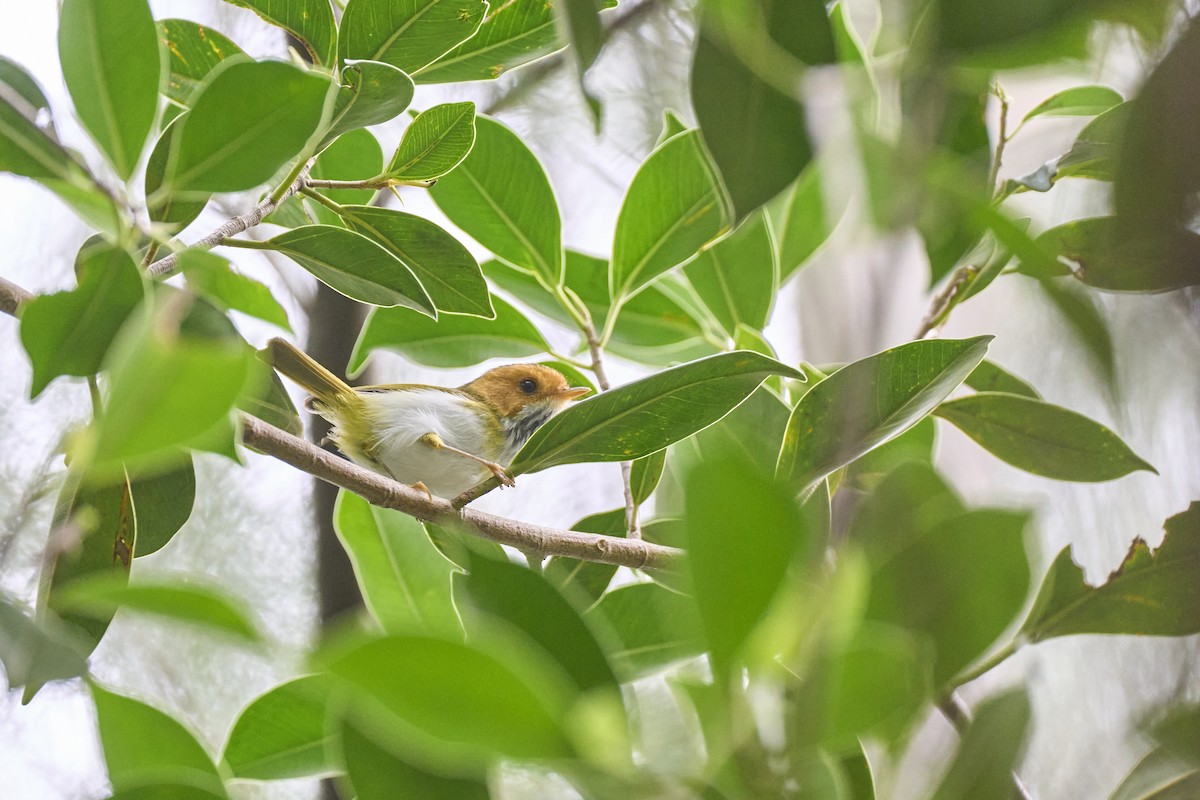 Rufous-faced Warbler - Li-Kai Yen