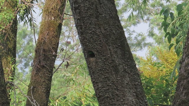 Blue-throated Barbet (Red-crowned) - ML583073611