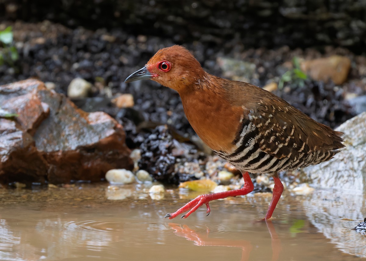Kırmızı Ayaklı Kestane Yelvesi - ML583073771