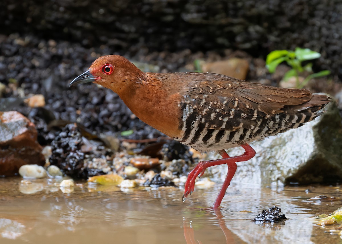 Kırmızı Ayaklı Kestane Yelvesi - ML583073791