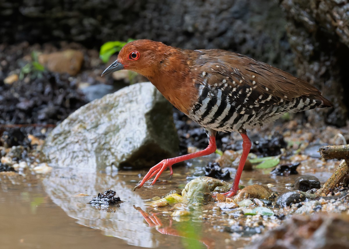 Kırmızı Ayaklı Kestane Yelvesi - ML583073801