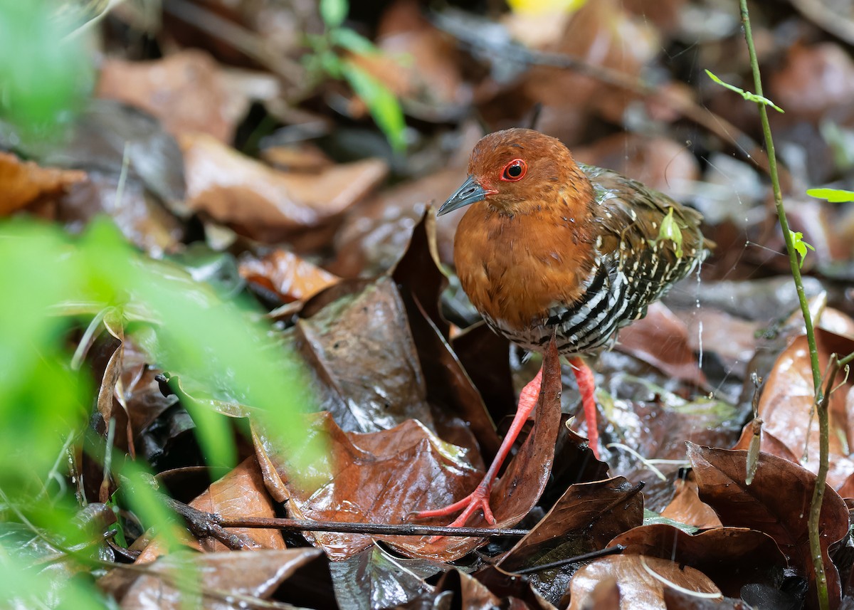 Kırmızı Ayaklı Kestane Yelvesi - ML583073831