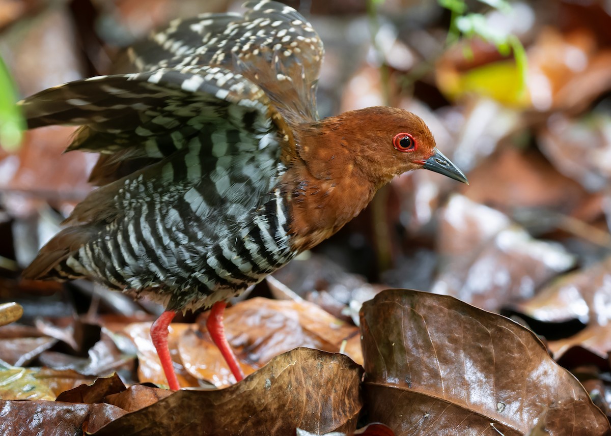 Kırmızı Ayaklı Kestane Yelvesi - ML583073841