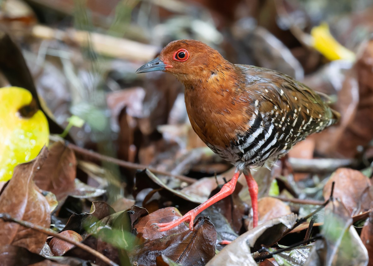 Kırmızı Ayaklı Kestane Yelvesi - ML583073861