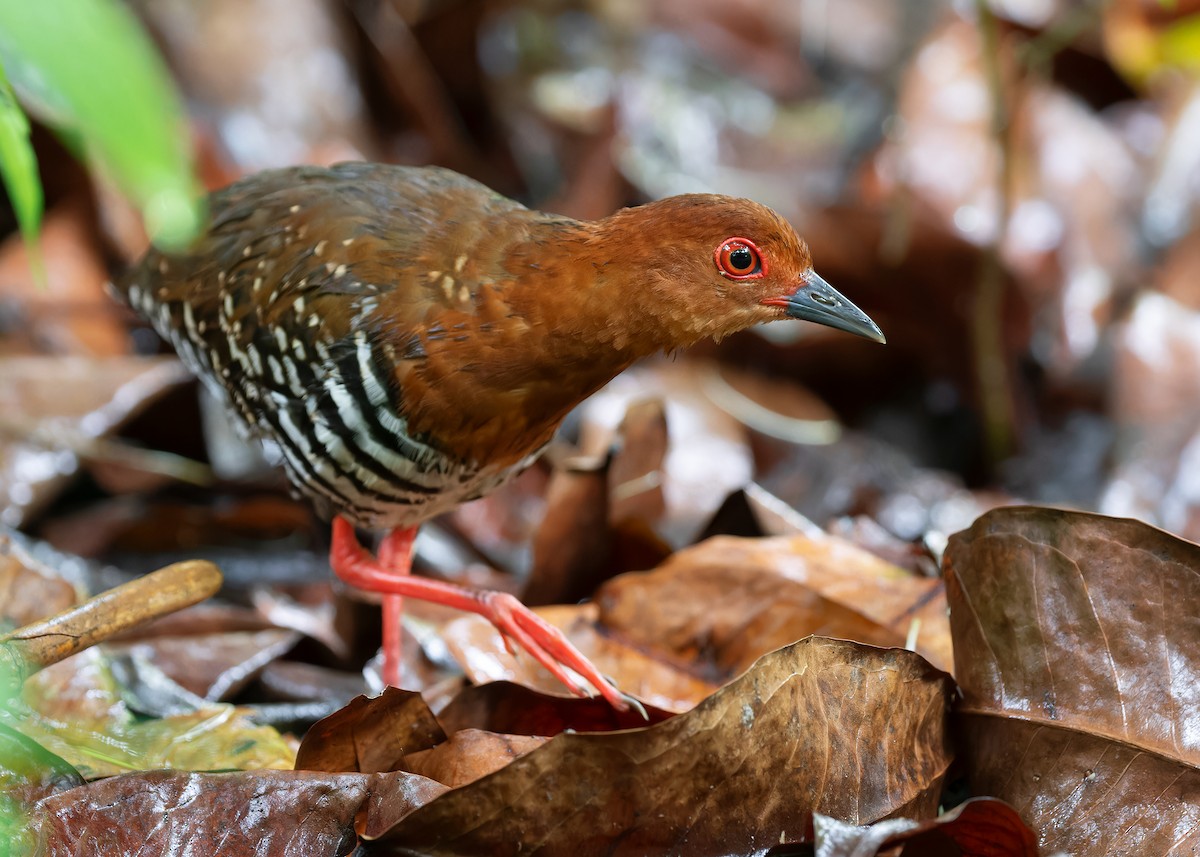 Kırmızı Ayaklı Kestane Yelvesi - ML583073901