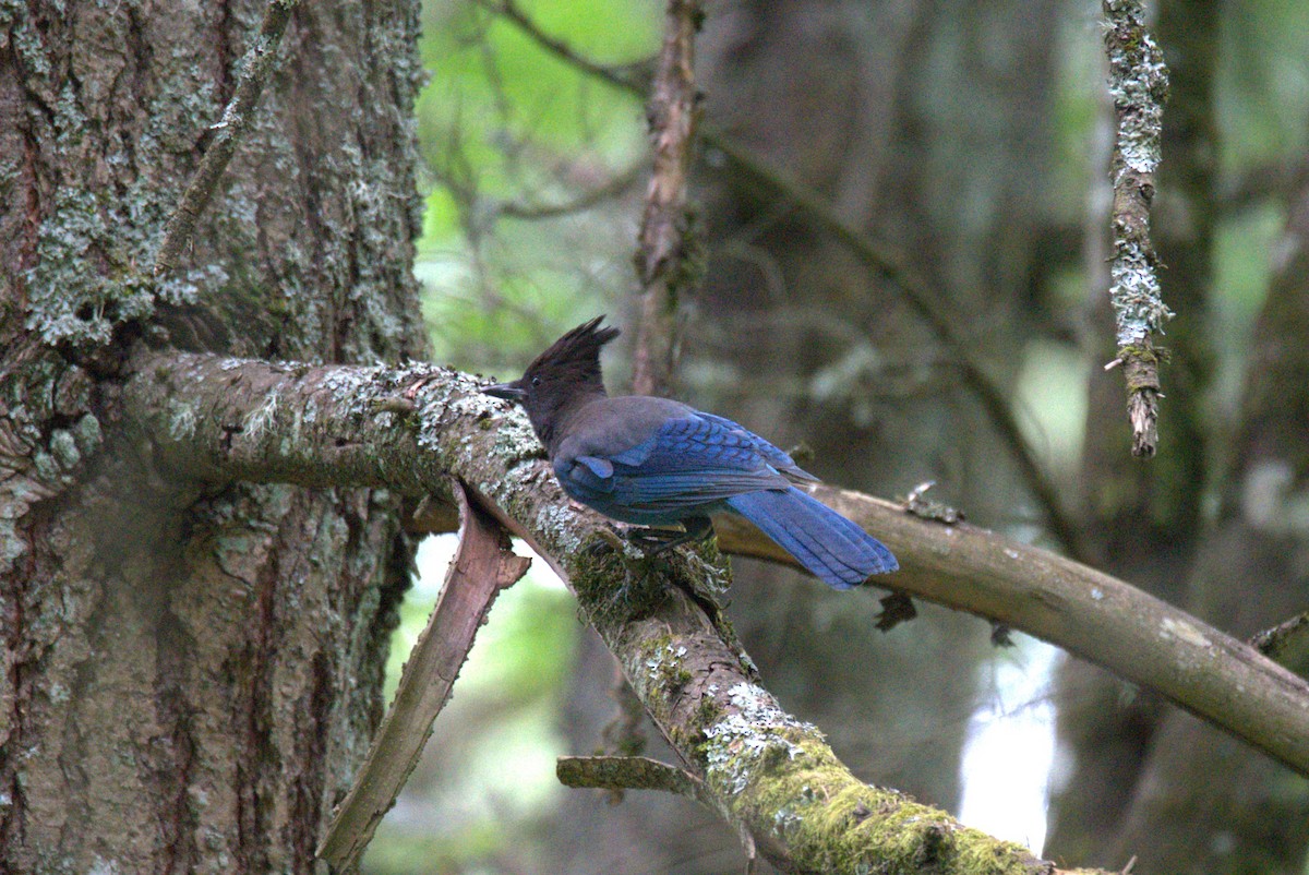 Steller's Jay - ML583074211