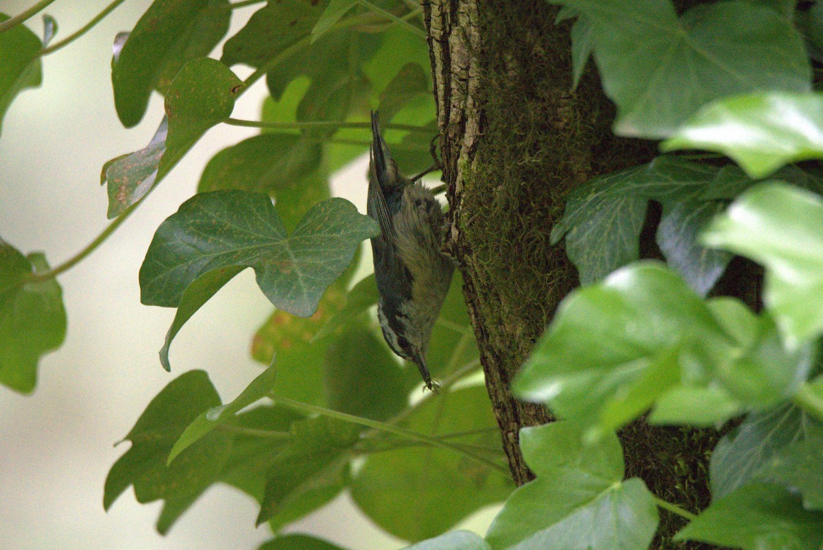 Red-breasted Nuthatch - ML583074251