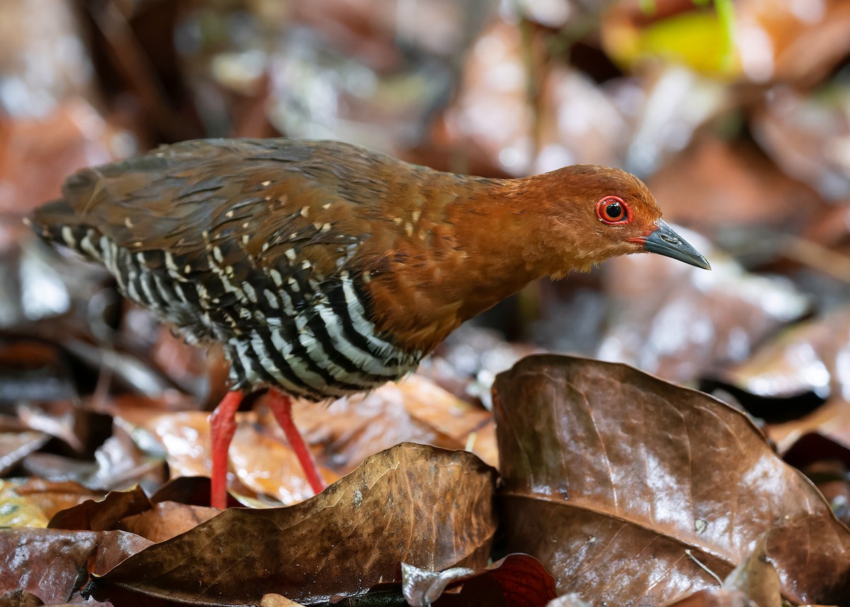 Kırmızı Ayaklı Kestane Yelvesi - ML583074881