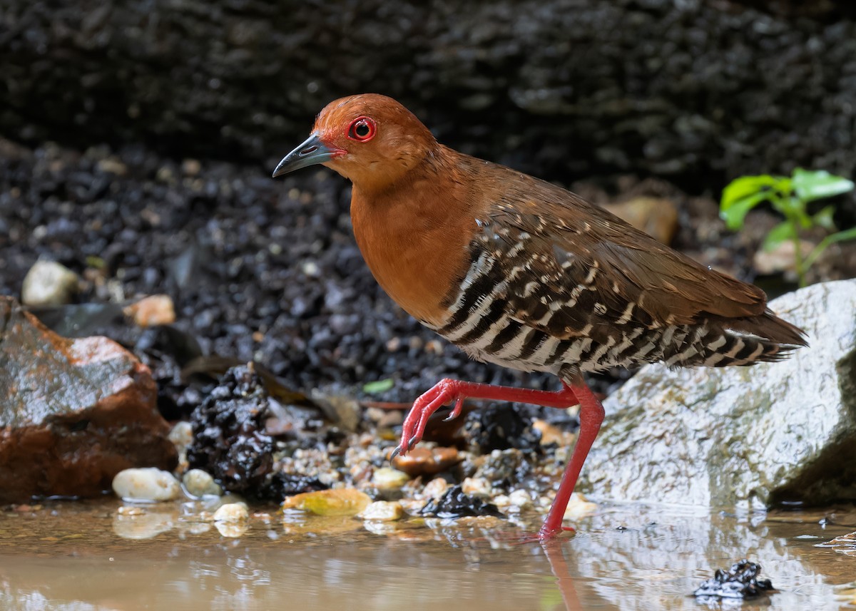 Kırmızı Ayaklı Kestane Yelvesi - ML583074891